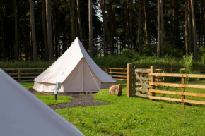 Tent 3